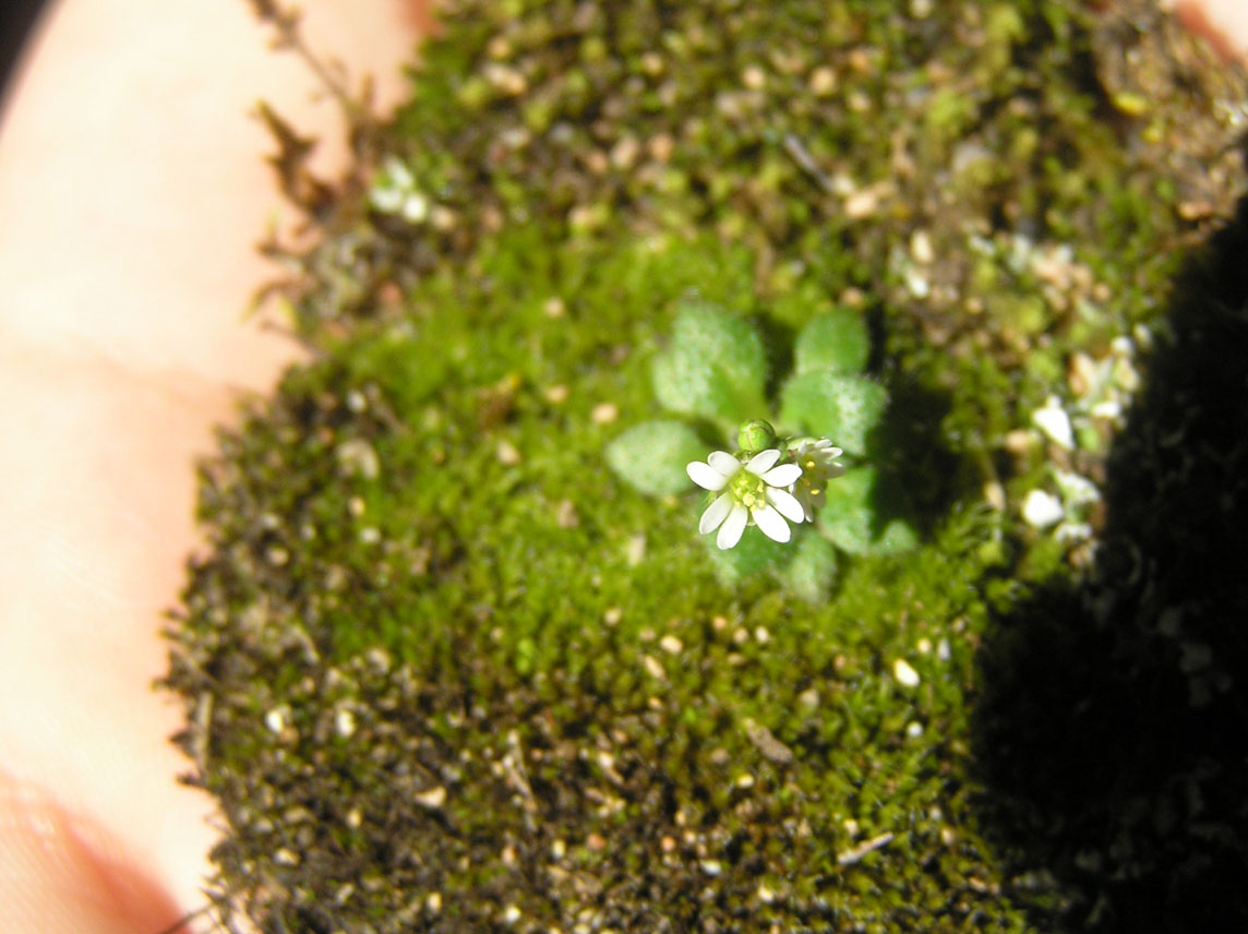 Erophila verna / Draba primaverile